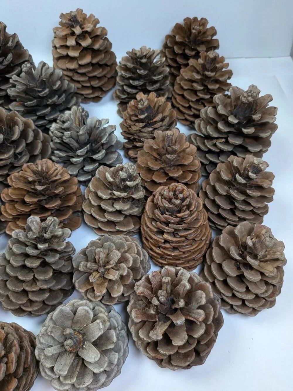 40 Extra Thick Natural Real Pinecones 3